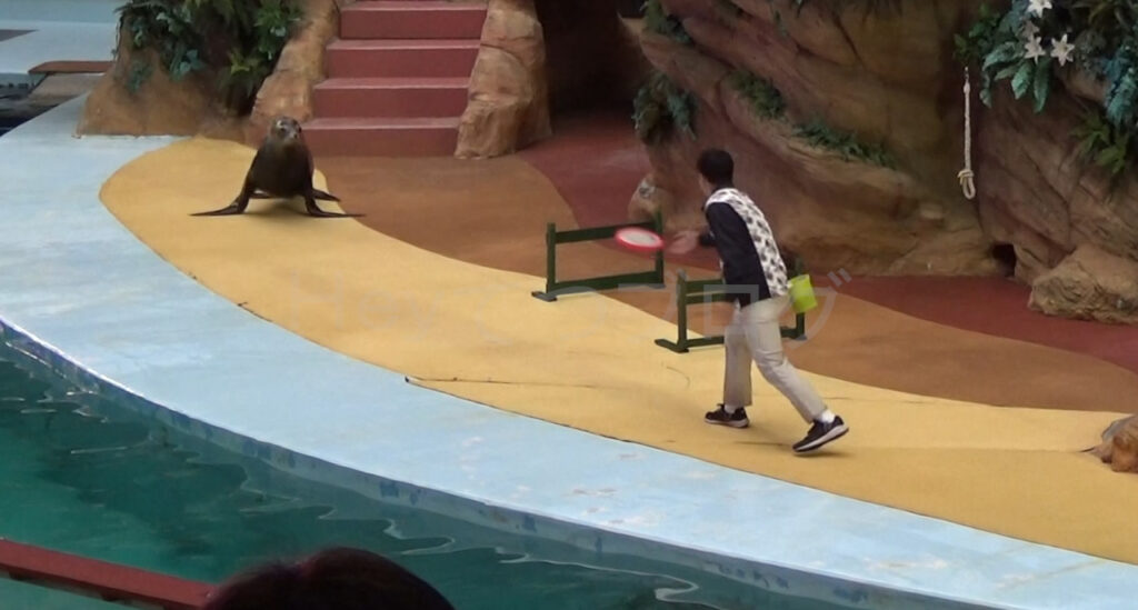 アニマルアクションアシカフリスビー