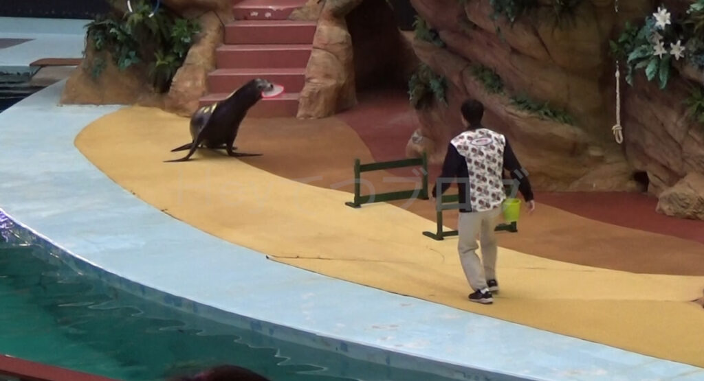 アニマルアクションアシカショーナイスキャッチ