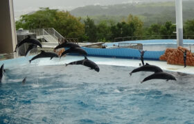 【おでかけ】アドベンチャーワールド（和歌山県）-入園～エントランスドーム～ファミリー広場～センタードーム～ビックオーシャン編-