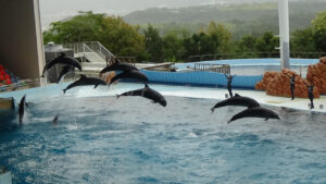 【おでかけ】アドベンチャーワールド（和歌山県）-入園～エントランスドーム～ファミリー広場～センタードーム～ビックオーシャン編-