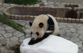 【おでかけ】アドベンチャーワールド（和歌山県）-パンダ編-
