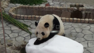 【おでかけ】アドベンチャーワールド（和歌山県）-パンダ編-