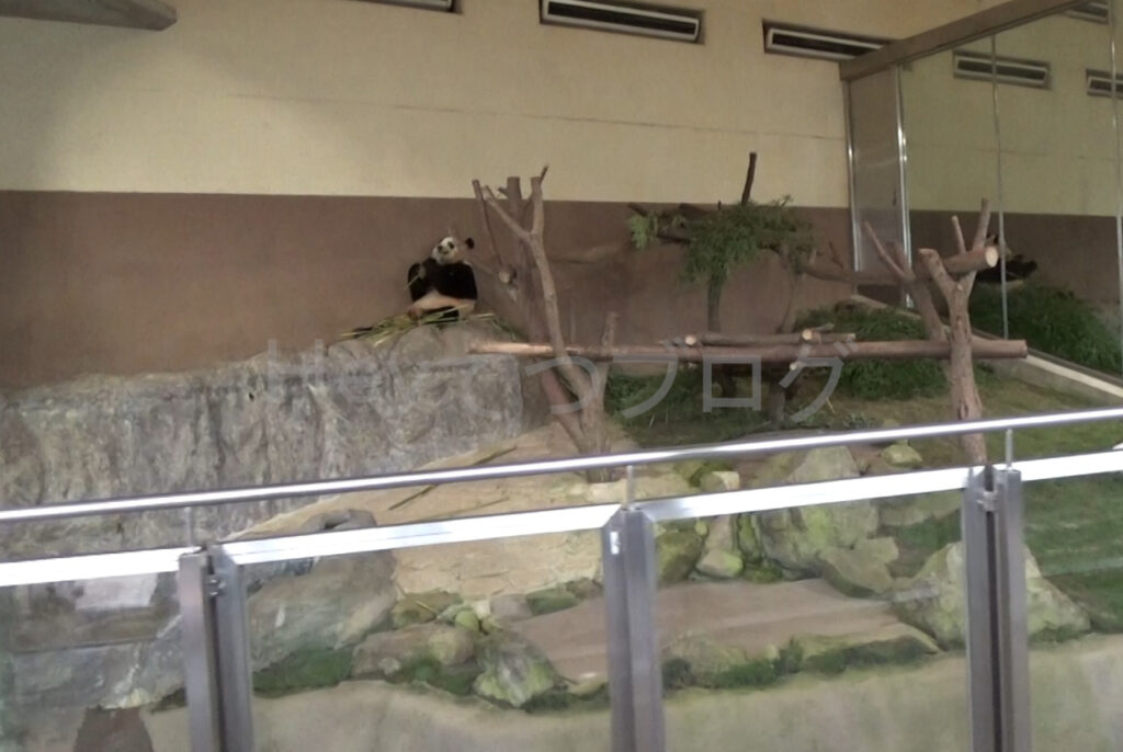 パンダラブのパンダ０１