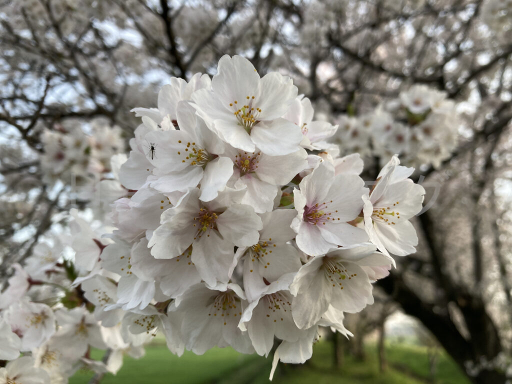 桜のズーム写真です