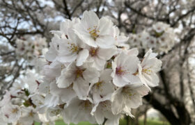 【桜見頃】明日から下り天気、今日が見納め？