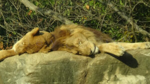 【おでかけ】姫路セントラルパーク マイカーサファリ編