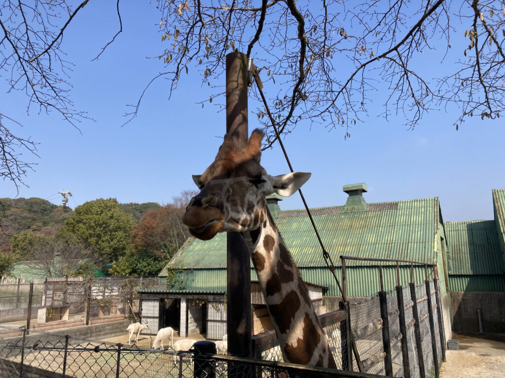 【おでかけ】姫路セントラルパーク ウォーキングサファリ編