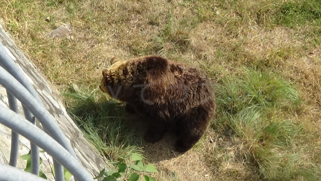 姫セン エゾヒグマのエサやり