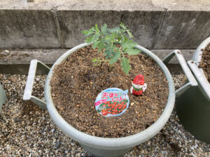 【家庭菜園】お手軽野菜で家庭菜園２０２４