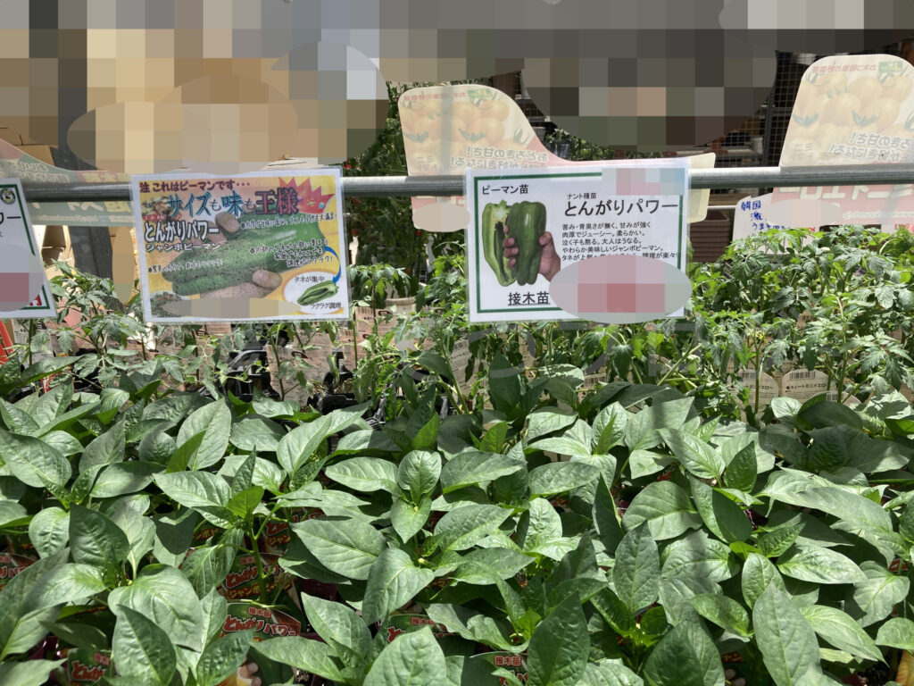 農業屋さんのピーマン とんがりパワー