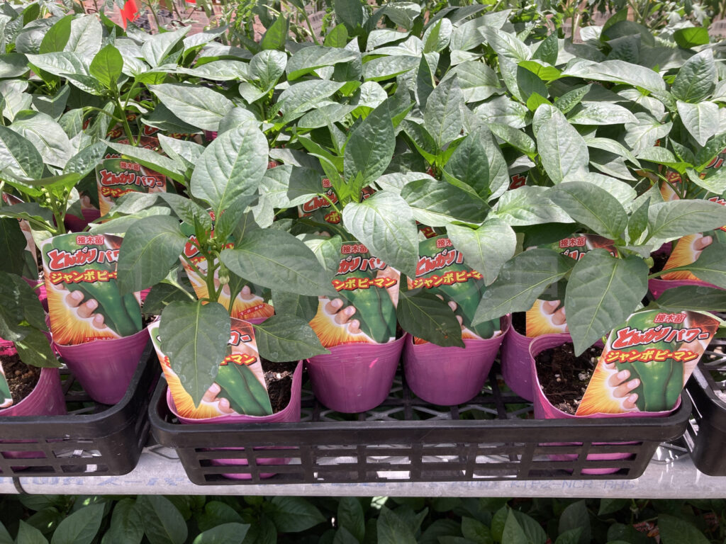 農業屋さんのピーマン ジャンボピーマン