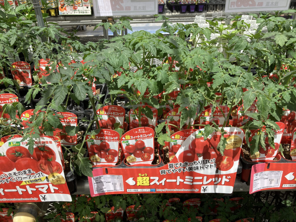 農業屋さんのミニトマト 超スイート
