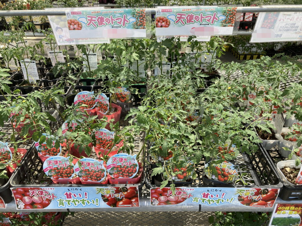 農業屋さんのミニトマト 天使のトマト