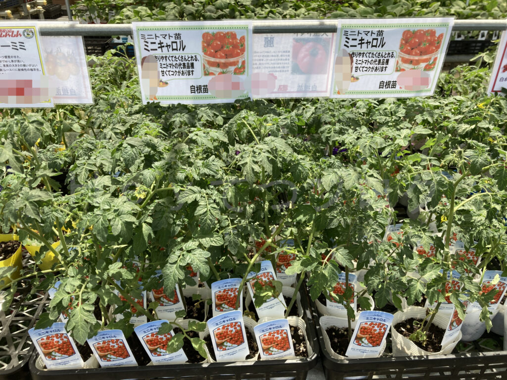 農業屋さんのミニトマト ミニキャロル