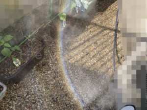 【家庭菜園】お手軽野菜で家庭菜園2024 5月1週結果