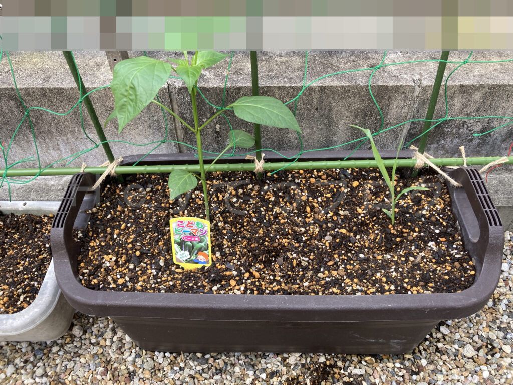 こどもピーマンとコーンのプランター５月第１週始め
