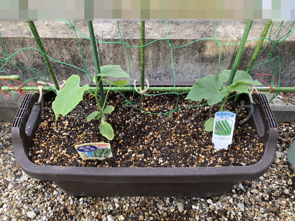 きゅうり５月第１週始め