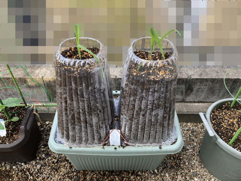 コーン５月第１週始め