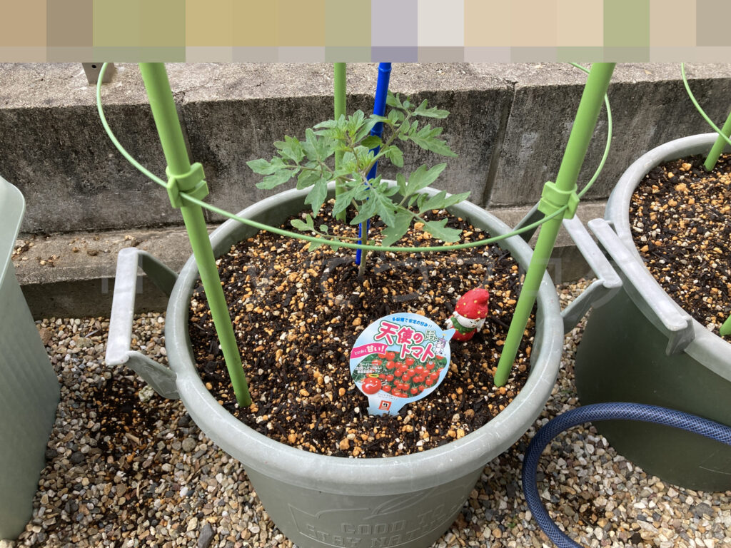 天使のトマト５月第１週始め