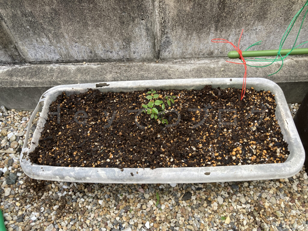 柿？の種５月第１週