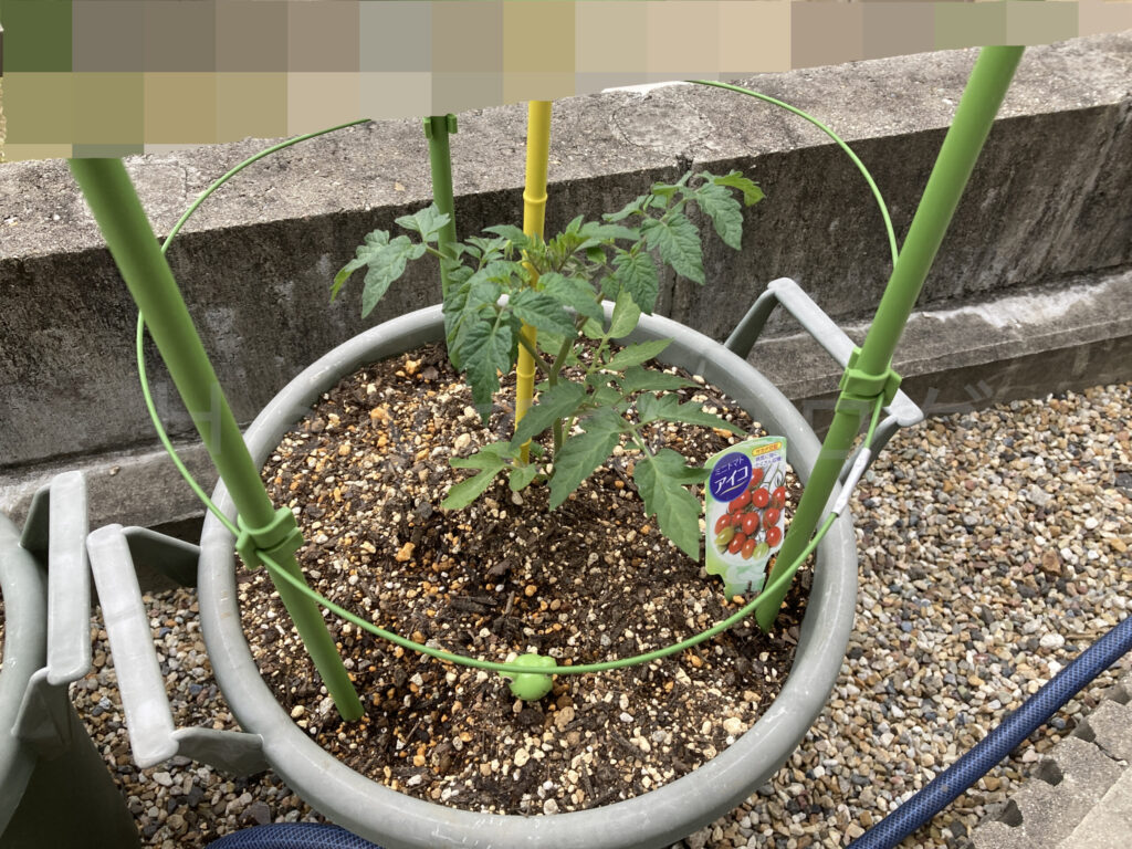 ミニトマトアイコ５月第１週週始め