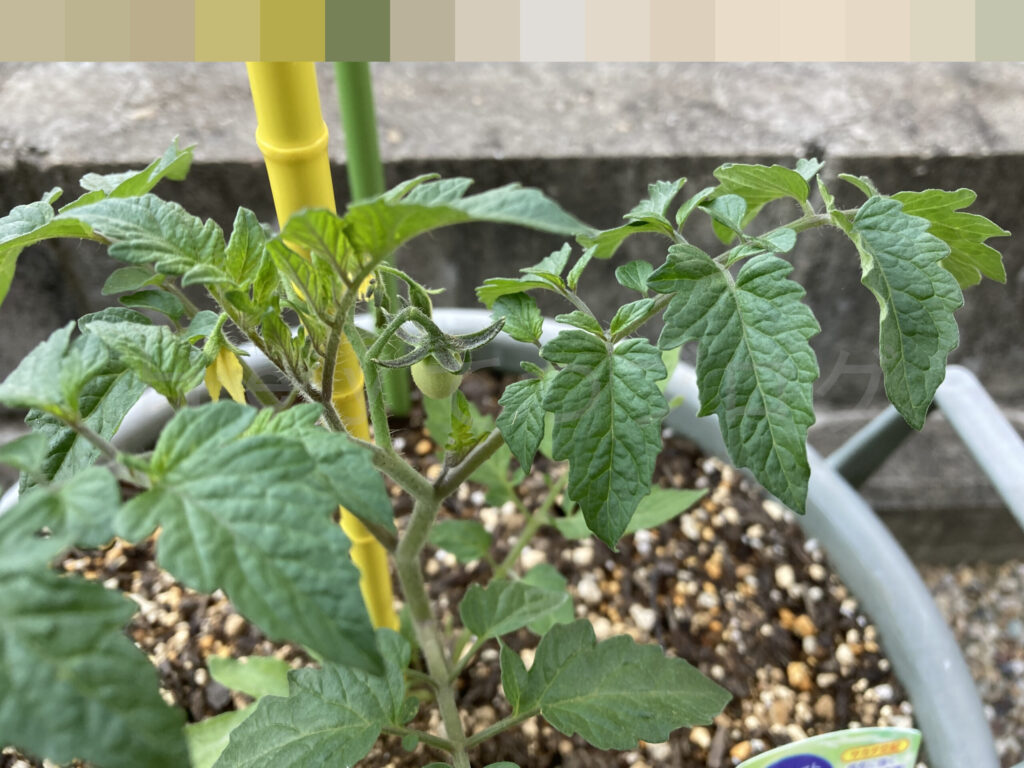 ミニトマトアイコに小さな実ができました