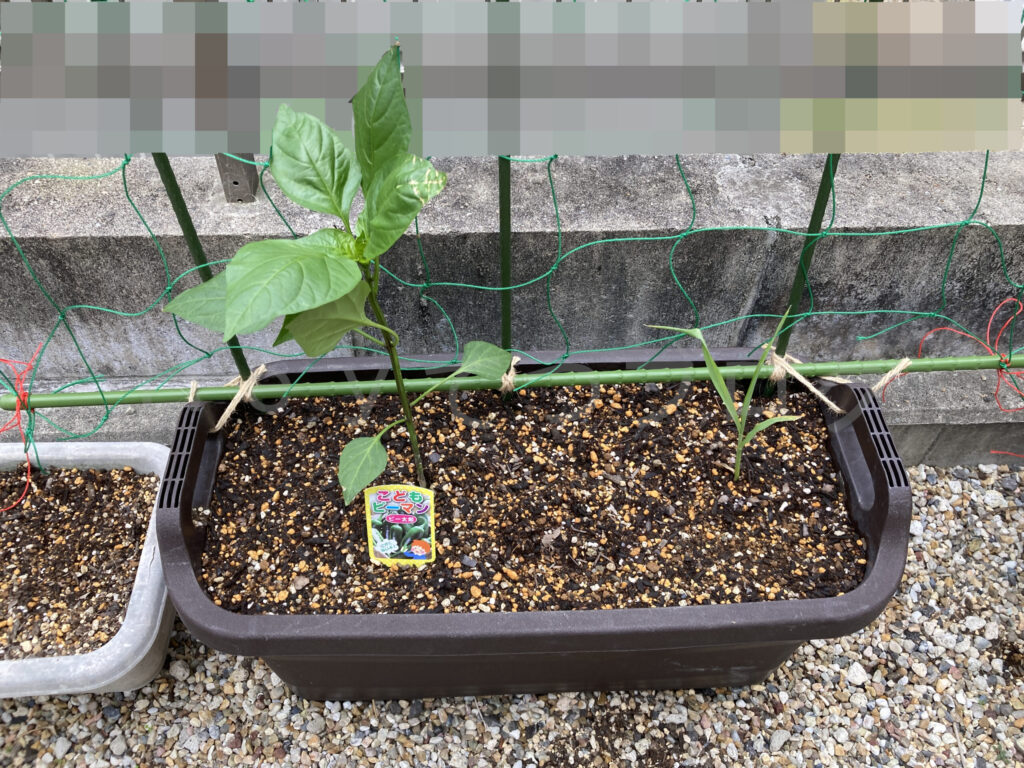 こどもピーマン、コーン５月第１週週末