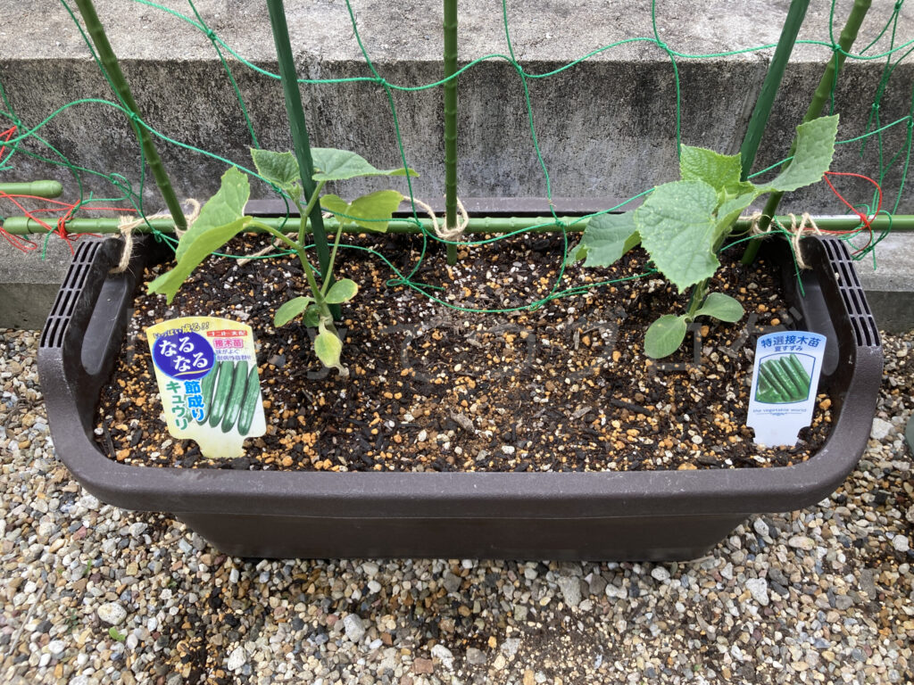 きゅうり５月第１週週末