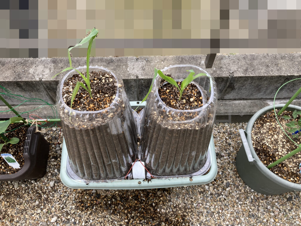 コーン５月第１週週末