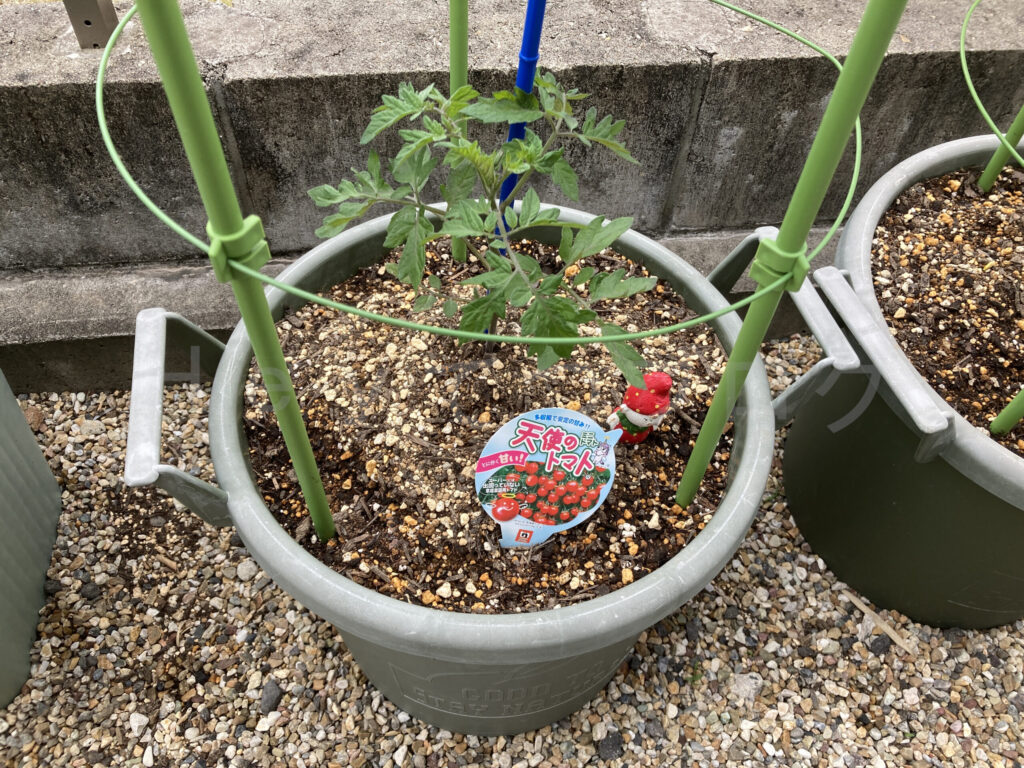 天使のトマト５月第１週週末