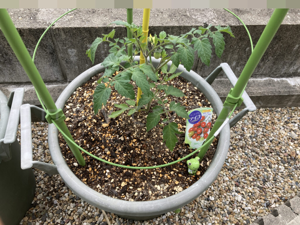 ミニトマトアイコ５月第１週週末