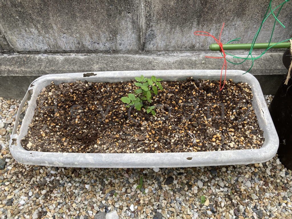 柿？の種５月第１週週末