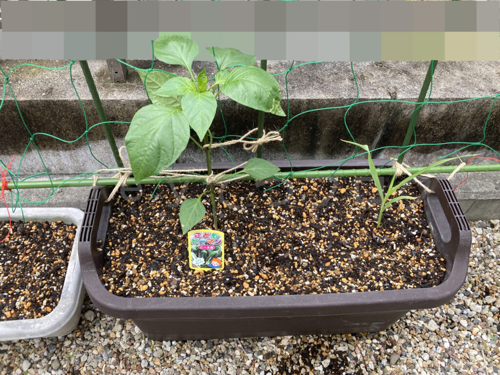 こどもピーマンとコーンのプランター５月第２週始め