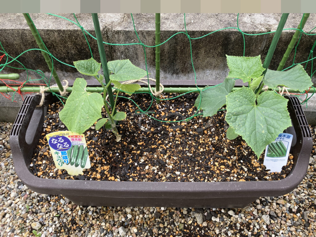 きゅうり５月第２週始め