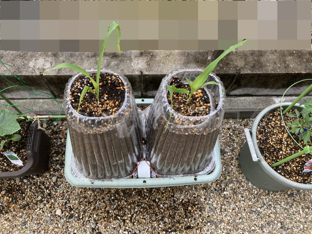 コーン５月第２週始め