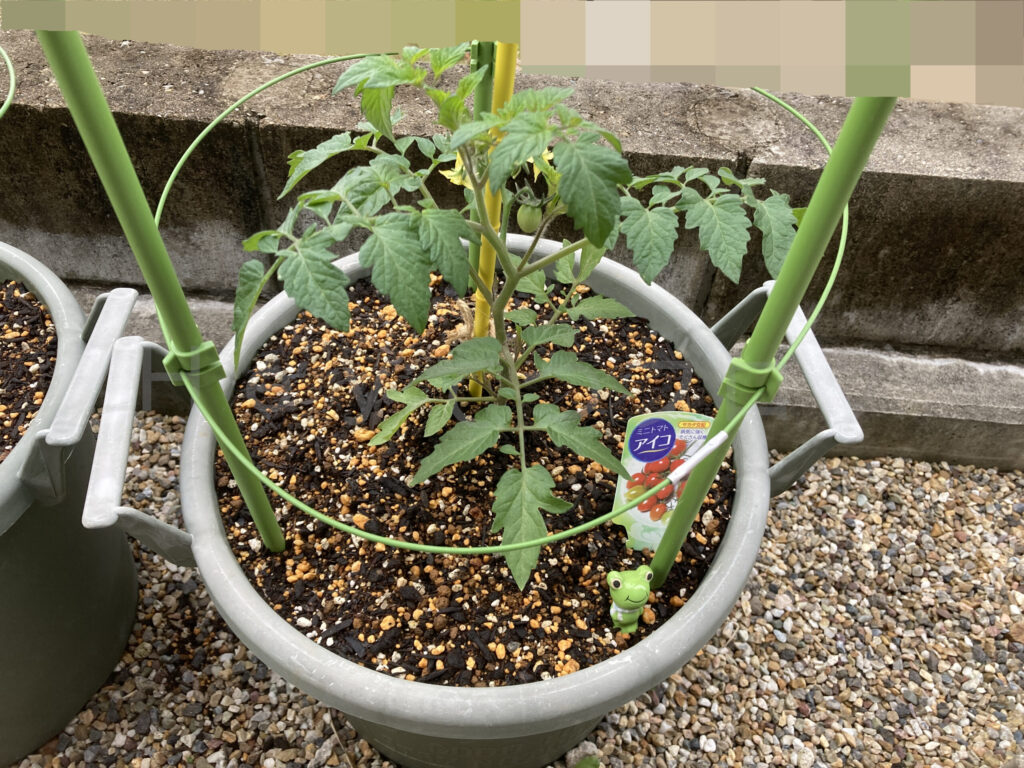 ミニトマトアイコ５月第２週週始め