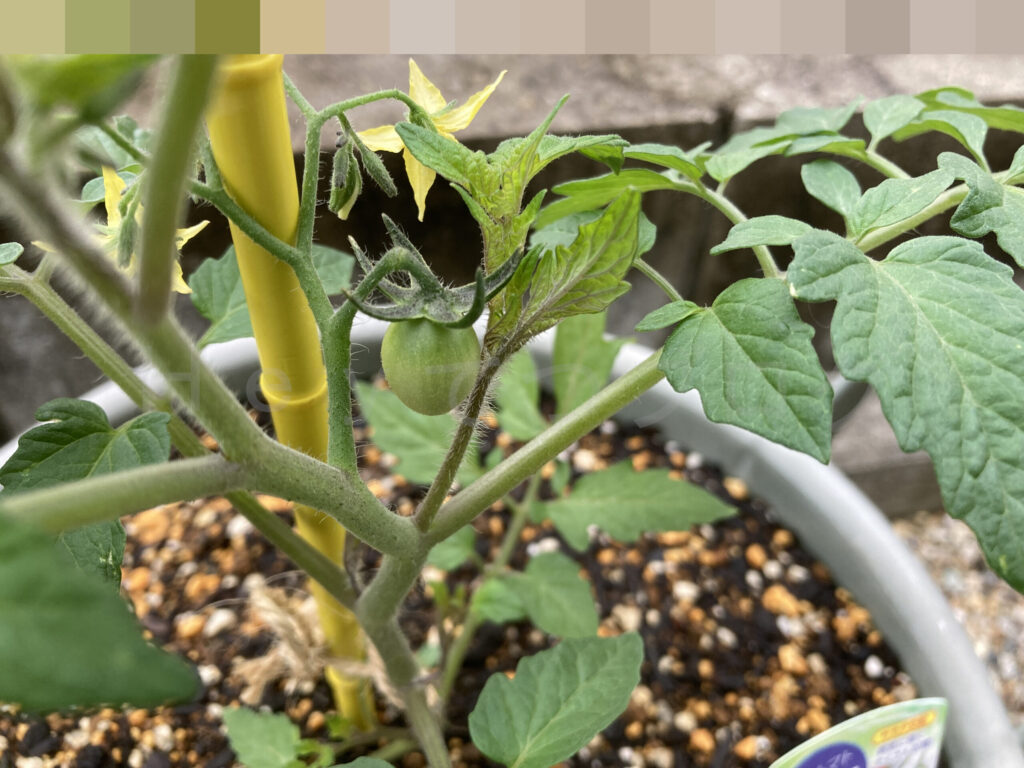 アイコに実が一回り大きくなりました。