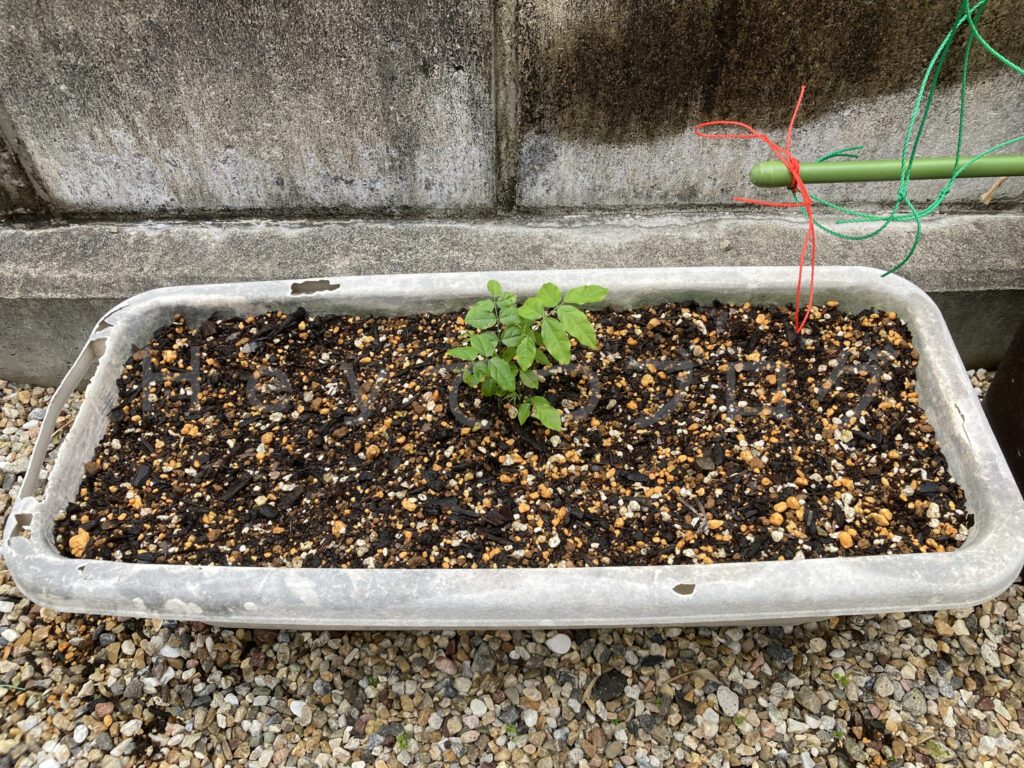 柿？の種５月第２週始め