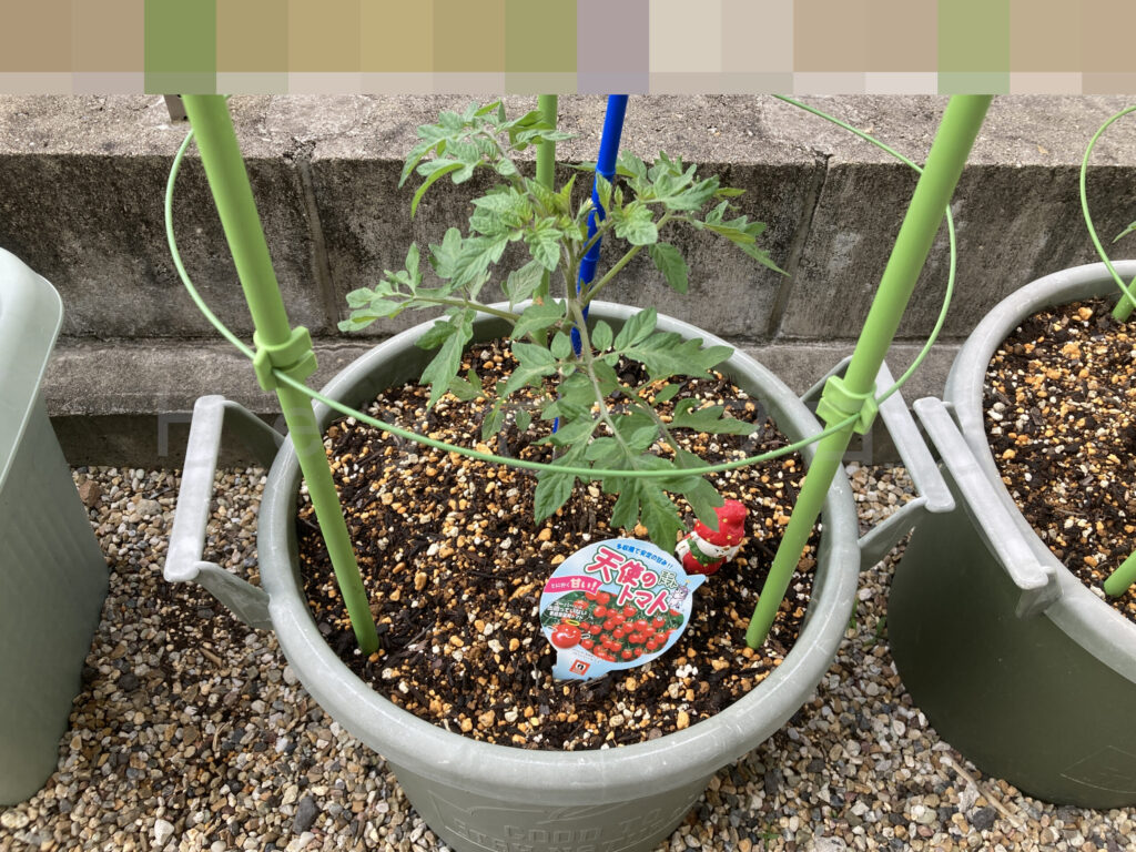 天使のトマト５月第２週始め