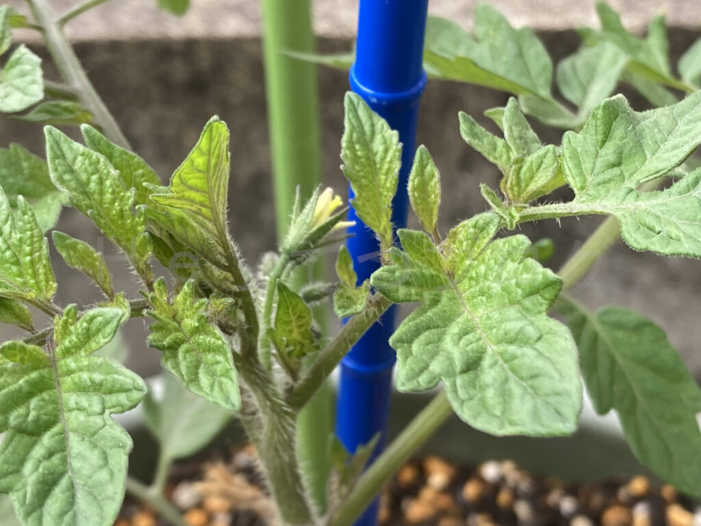 天使のトマトの花が咲き始めました。この花がトマトに変わります。