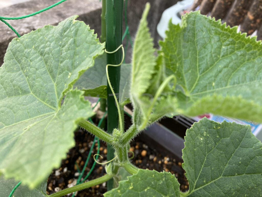 きゅうり夏すずみのツルが支柱に巻き付いていました。