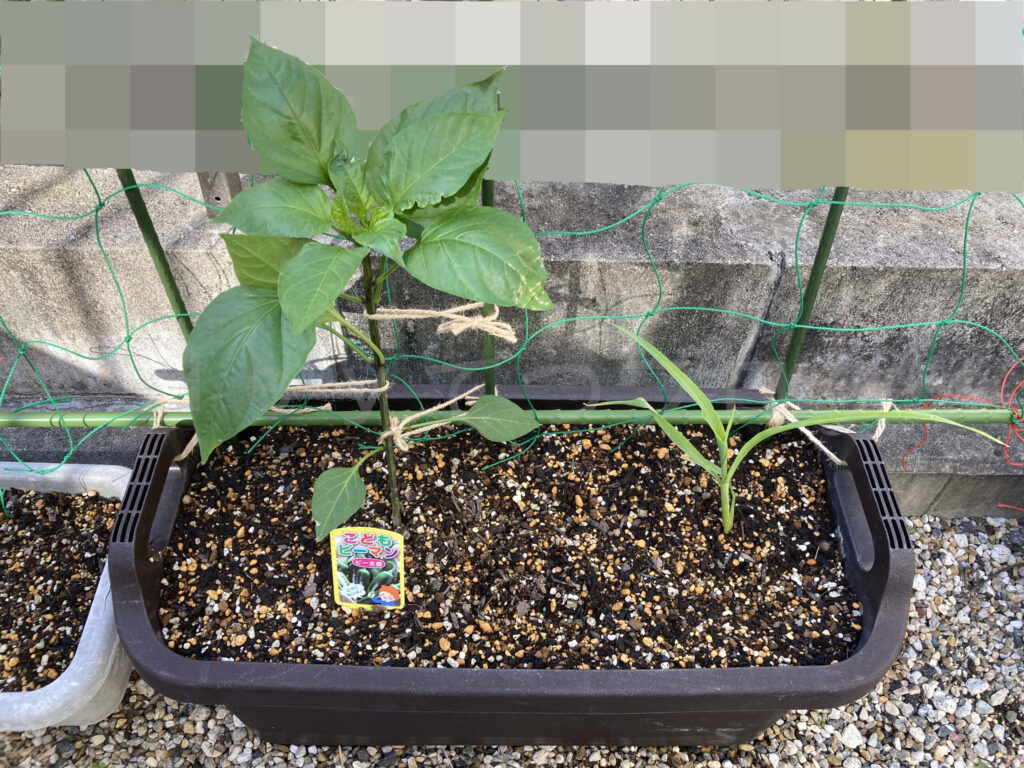 こどもピーマン、コーン５月第２週週末