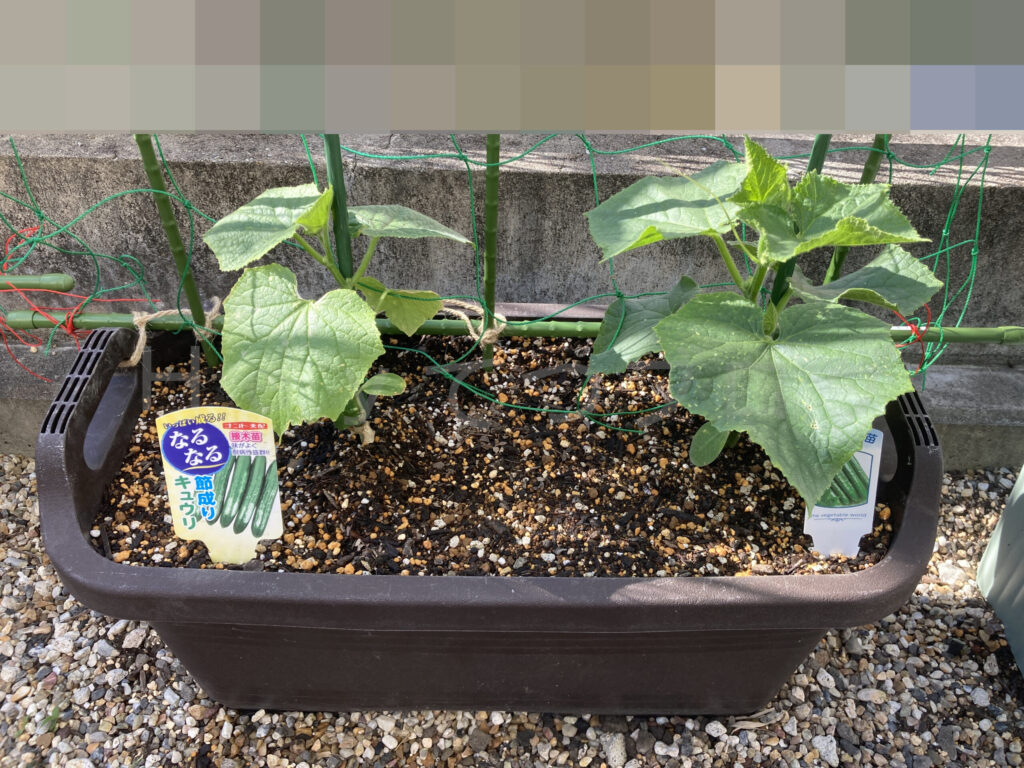 きゅうり５月第２週週末