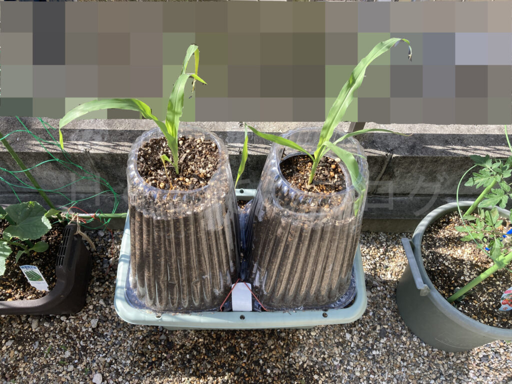 コーン５月第２週週末