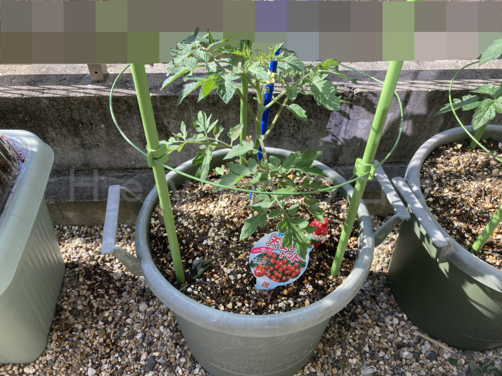 天使のトマト５月第２週週末