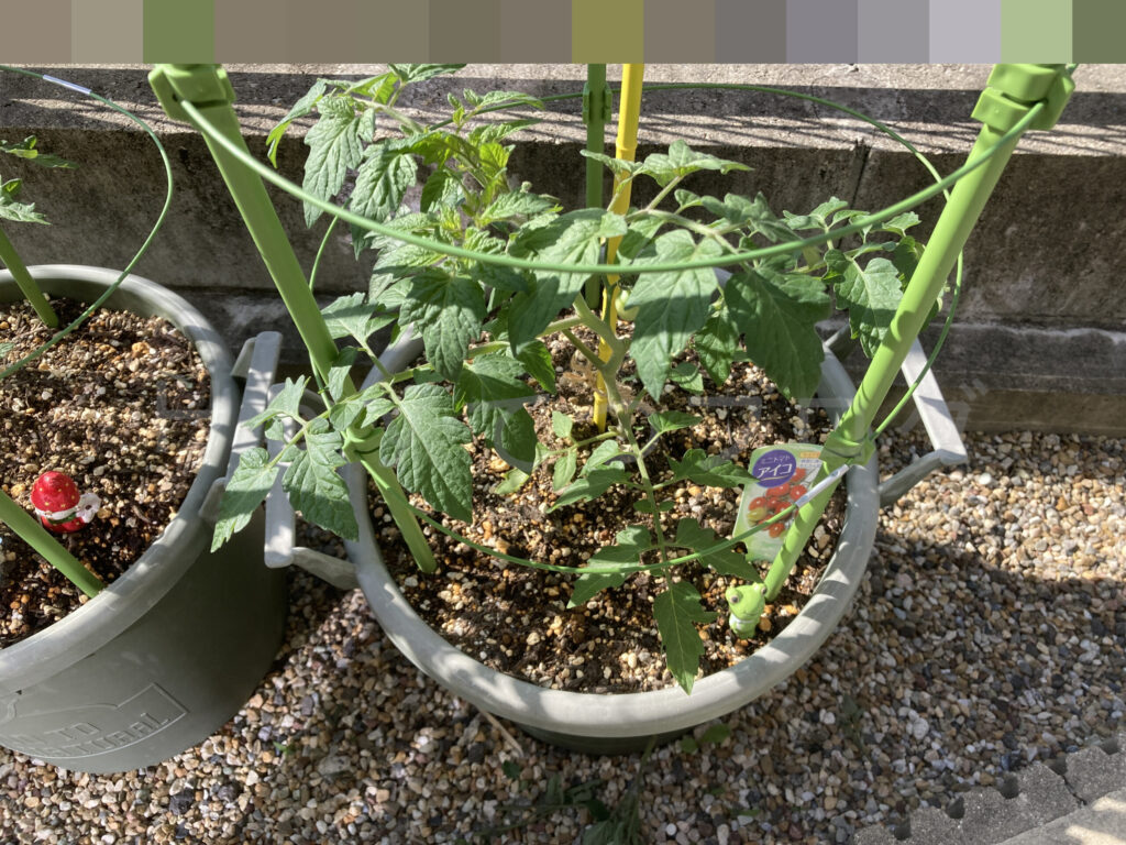 ミニトマトアイコ５月第２週週末