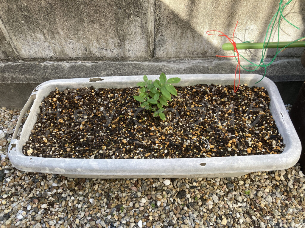 柿？の種５月第２週週末