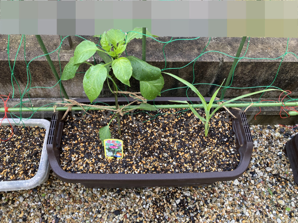 こどもピーマンとコーンのプランター５月第３週始め