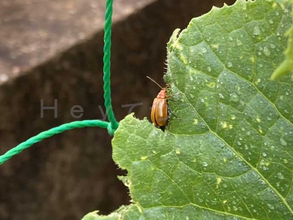 きゅうりの葉をかじる害虫「ウリハムシ」