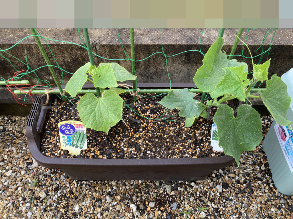 きゅうり５月第３週始め